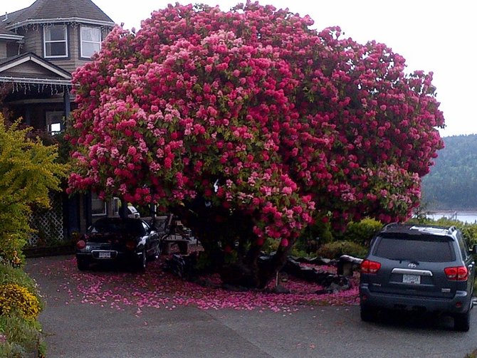 rhododendron