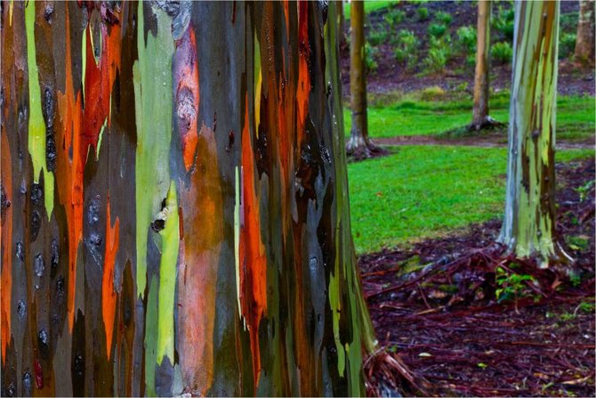 rainbow eucalyptus