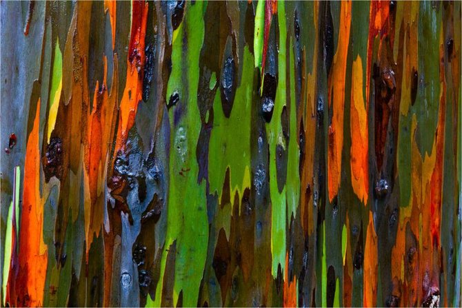 rainbow eucalyptus