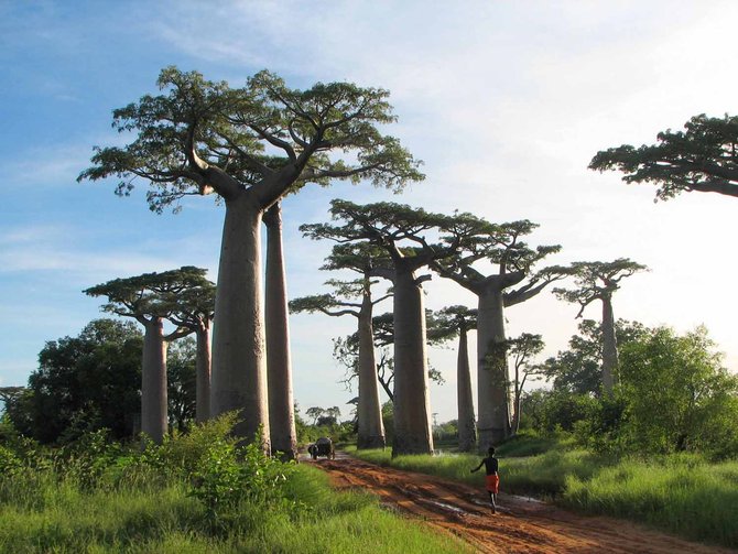 pohon baobab