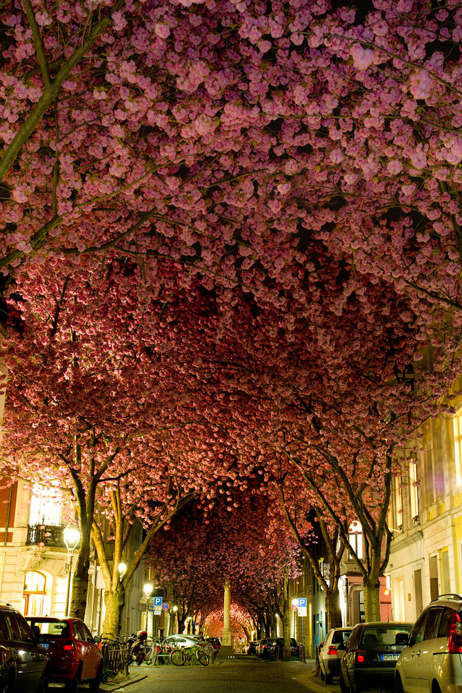 terowongan sakura di bonn