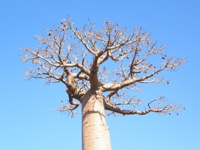 baobab