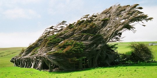 di selandia baru rev3