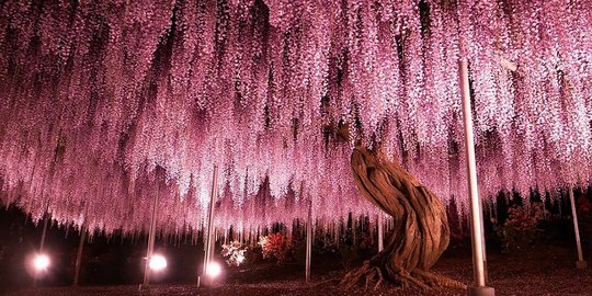 144 tahun jepang rev3