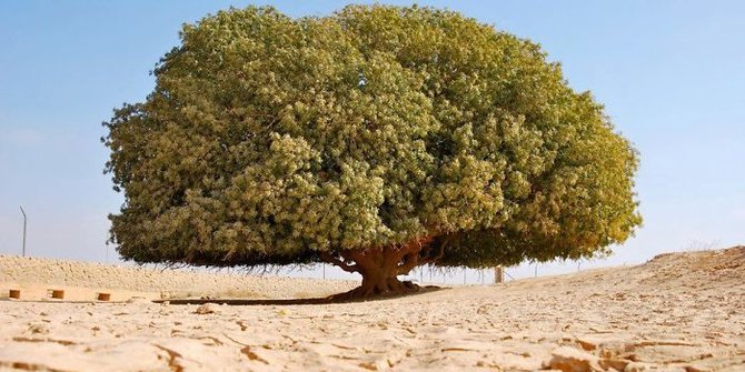 Hasil gambar untuk pohon 1400 tahun