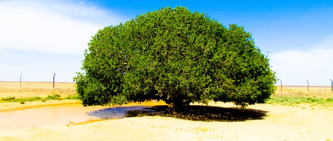 Pohon zaitun adalah nama pohon yang terkenal pada masa nabi