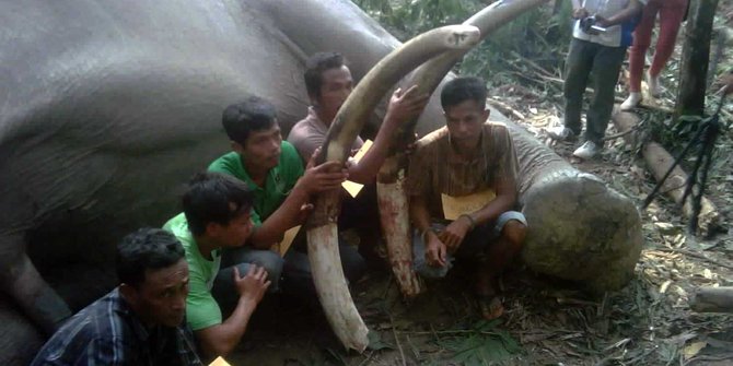 Polda Riau belum temukan aktor intelektual pemburu gading gajah