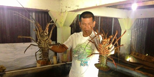 lobster dan kepiting bertelur rev1