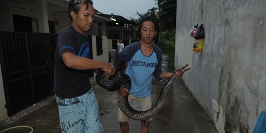 Kisah Elang Jawa, aktivis pecinta alam yang tergila-gila dengan ular