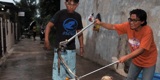 Awas, ular cobra & sanca juga banyak berkeliaran di kota