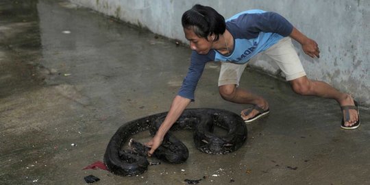 Begini cara menangkap ular berbisa ala Sioux Snake Rescue