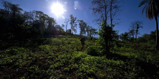 2 Ha ladang ganja tumpang sari kopi dibongkar Polres Aceh Besar