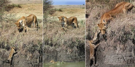 Dramatis, induk singa selamatnya jiwa anaknya tercebur sungai