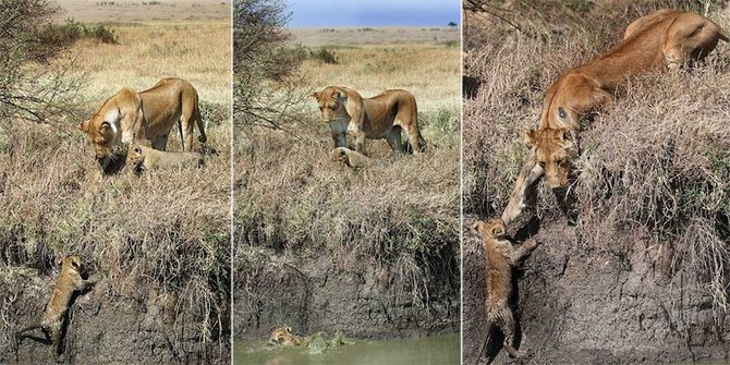 Dramatis, induk singa selamatnya jiwa anaknya tercebur sungai