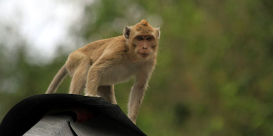 Pasangan kaya India wariskan semua hartanya kepada monyet peliharaan