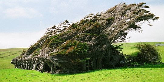 Ini Slope Point, tanah yang jadi rumah bagi pohon-pohon abnormal