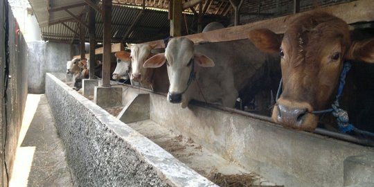 Ahok ngeluh Jakarta defisit daging sapi