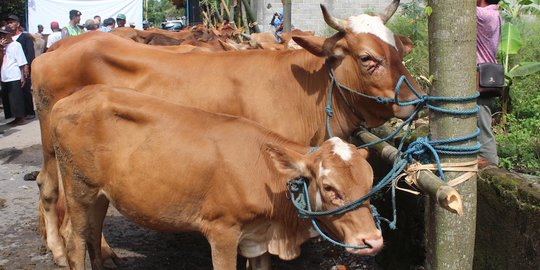 Beli lahan 100 hektare di NTT untuk sapi, DKI siapkan Rp 45 miliar