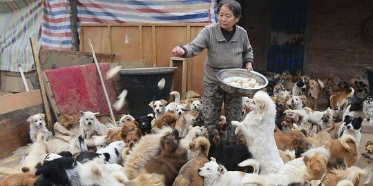 Nenek di China pilih rawat 1.300 anjing liar daripada rayakan Imlek