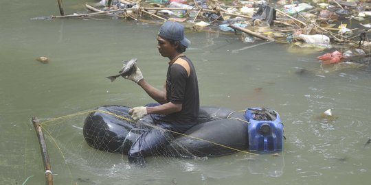 Potret penangkapan ikan sapu-sapu untuk siomay di Kali Ciliwung