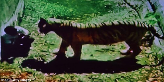 Petani karet di Bengkulu tewas diterkam harimau di depan sang istri