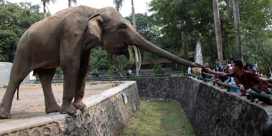 Wisata Tanjung Lesung bakal dilengkapi kebun binatang dan kereta api