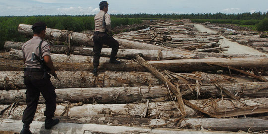 Ditangkap 4 hari lalu, pembawa kayu ilegal PT SRT belum tersangka