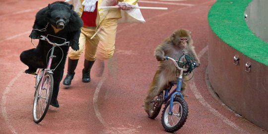 Perayaan Imlek, monyet & beruang ini tunjukkan aksi lucu naik sepeda