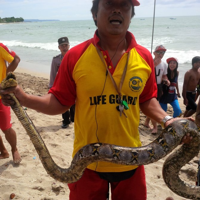 ular sanca di pantai kuta bali