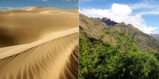 Meski berbeda, hutan Amazon tak bisa hidup tanpa gurun Sahara