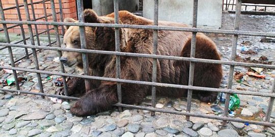 Beruang Rusia ini kecanduan minum bir sampai mabuk