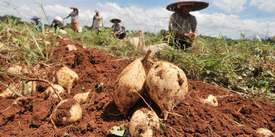 Pemerintah cari cara agar rakyat kurangi nasi beralih ubi dan sagu