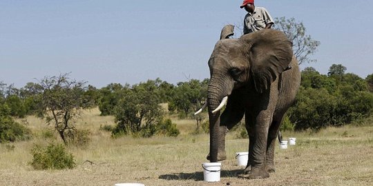 Gajah di Afrika Selatan dilatih jadi pasukan penjinak bom