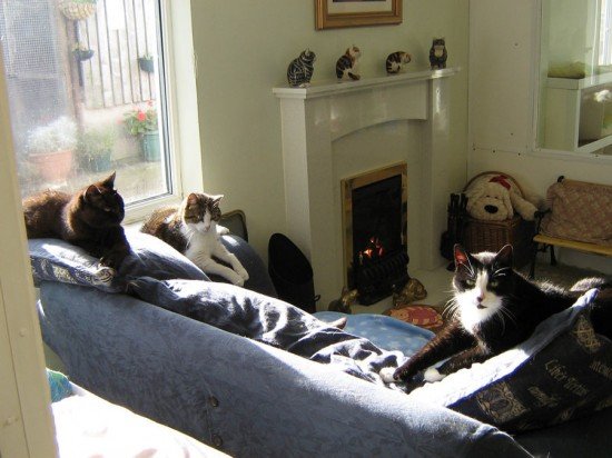 the lincolnshire trust for cats