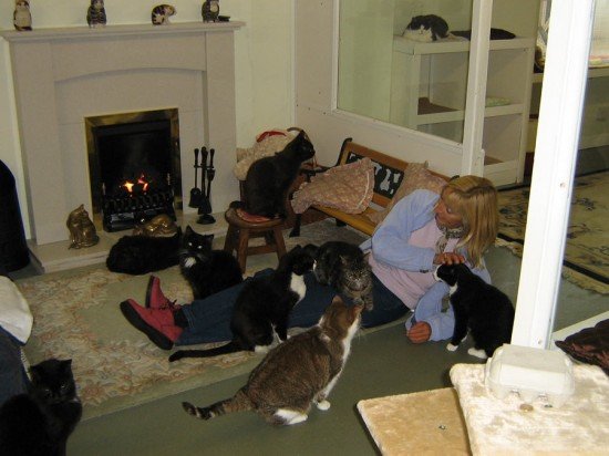 the lincolnshire trust for cats