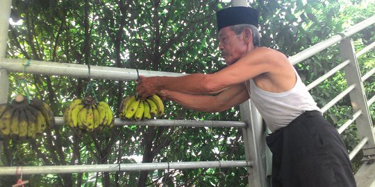 Semangat kerja kakek Sanim, jualan pisang dan tidur di musala