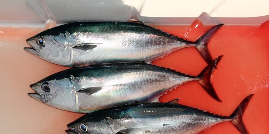 Larangan transhipment berpotensi bikin 6 pengolahan tuna kolaps