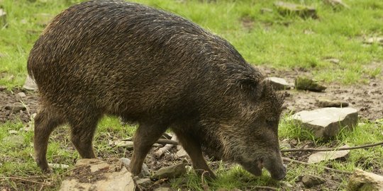 Lahan dirusak celeng, warga Wonosobo gencar berburu babi hutan