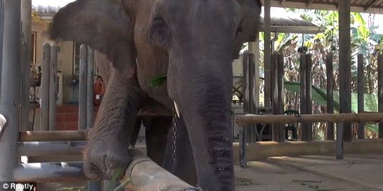 Mengharukan! Ini video gajah berkaki tiga pakai 'kaki' baru