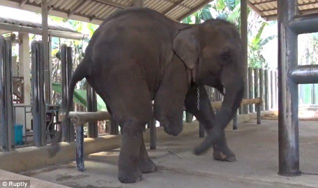 mosha gajah berkaki tiga