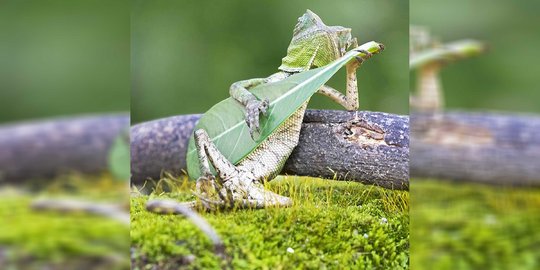 Fotografer tantang orang asing sebut kadal 'main gitar' rekayasa