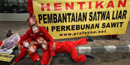JK sebut kepentingan manusia dan orangutan harus sinkron
