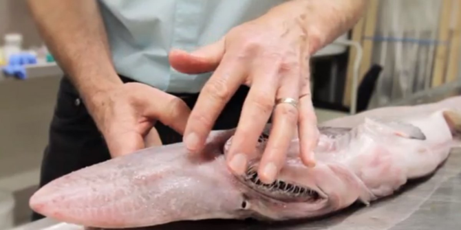 60 Gambar Ikan Hiu Goblin Gratis Terbaik