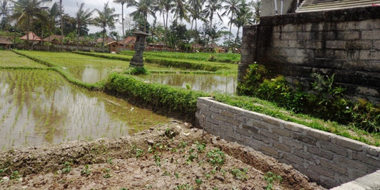 Tanggul Sungai Situri jebol, 30 hektare padi siap panen terendam