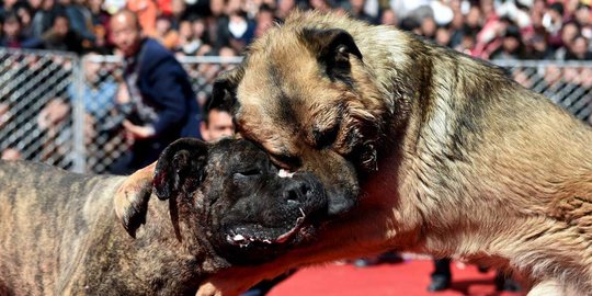 Serunya nonton turnamen gulat anjing di Festival Lentera di China