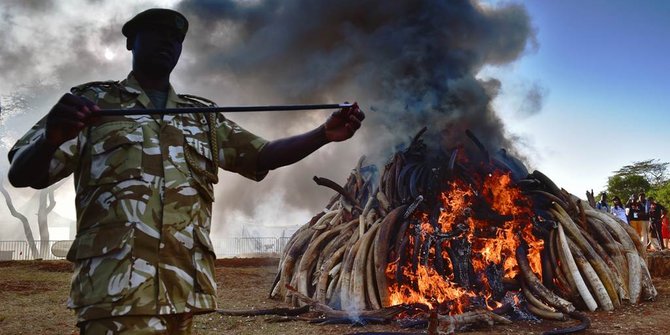 Terbanyak dalam sejarah, Kenya bakar 15 ton gading gajah selundupan