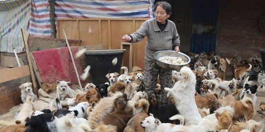 5 Nenek ini dedikasikan hidupnya untuk rawat 1.300 anjing liar