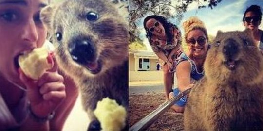 Selfie bareng hewan langka nan ramah ini jadi tren di Australia