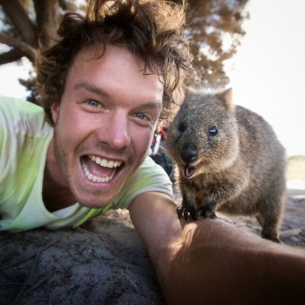 tren selfie bareng quokka