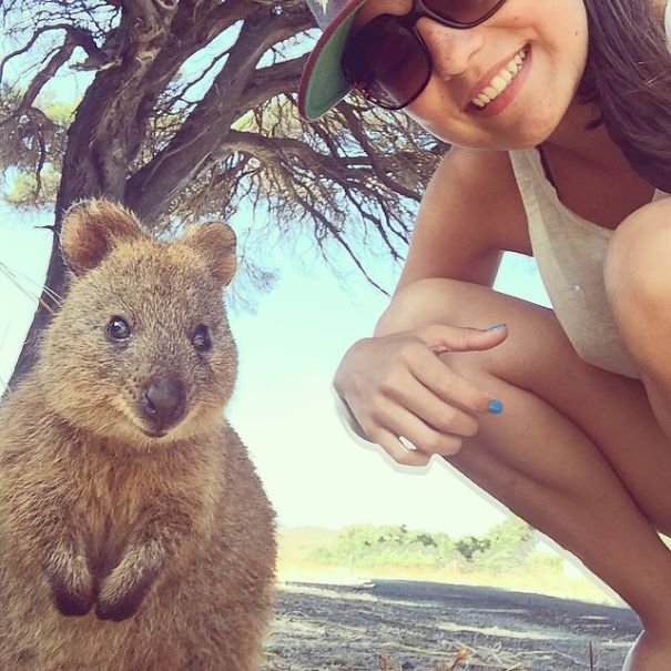 tren selfie bareng quokka